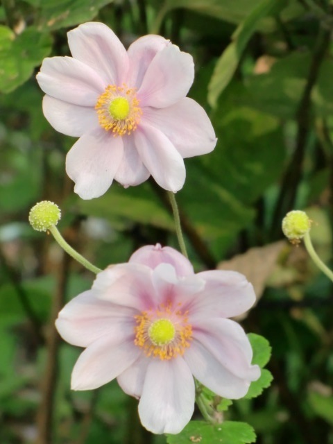 Amiの幸せさがし もの想う秋の花