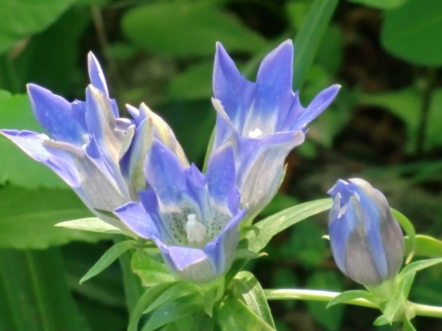 Amiの幸せさがし もの想う秋の花