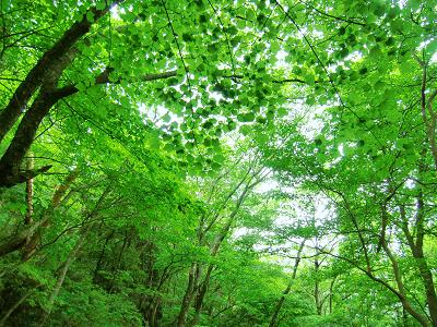 Amiの幸せさがし 新緑の森を歩けば